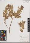 Foto von Salix excelsa S. G. Gmel.